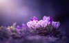 Ultra HD 4K Wallpapers-TheWindowsForum.com__032.jpg