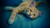 Ultra HD 4K Wallpapers-TheWindowsForum.com__006.jpg