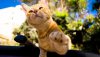 Ultra HD 4K Wallpapers-TheWindowsForum.com__060.jpg