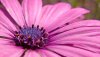 Ultra HD 4K Wallpapers-TheWindowsForum.com__062.jpg