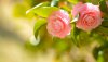 Ultra HD 4K Wallpapers-TheWindowsForum.com__064.jpg