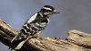 Ultra HD 4K Wallpapers-TheWindowsForum.com__089.jpg