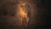 Ultra HD 4K Wallpapers-TheWindowsForum.com__054.jpg