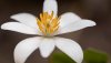 Ultra HD 4K Wallpapers-TheWindowsForum.com__081.jpg