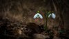 Ultra HD 4K Wallpapers-TheWindowsForum.com__087.jpg