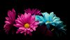 Ultra HD 4K Wallpapers-TheWindowsForum.com__001.jpg