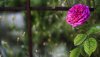 Ultra HD 4K Wallpapers-TheWindowsForum.com__035.jpg