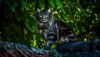 Ultra HD 4K Wallpapers-TheWindowsForum.com__049.jpg