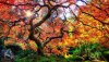 Ultra HD 4K Wallpapers-TheWindowsForum.com__099.jpg