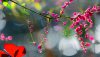 Ultra HD 4K Wallpapers-TheWindowsForum.com__100.jpg