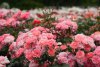 Ultra HD 4K Wallpapers-TheWindowsForum.com__001.jpg