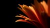 Ultra HD 4K Wallpapers-TheWindowsForum.com__001.jpg
