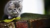 Ultra HD 4K Wallpapers-TheWindowsForum.com__007.jpg