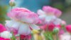 Ultra HD 4K Wallpapers-TheWindowsForum.com__010.jpg