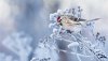 Ultra HD 4K Wallpapers-TheWindowsForum.com__021.jpg