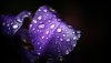 Ultra HD 4K Wallpapers-TheWindowsForum.com__011.jpg