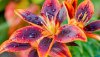 Ultra HD 4K Wallpapers-TheWindowsForum.com__115.jpg