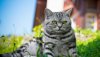 Ultra HD 4K Wallpapers-TheWindowsForum.com__116.jpg