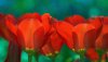 Ultra HD 4K Wallpapers-TheWindowsForum.com__122.jpg