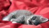 Ultra HD 4K Wallpapers-TheWindowsForum.com__132.jpg