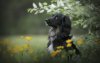 Ultra HD 4K Wallpapers-TheWindowsForum.com__025.jpg