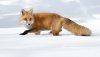 Ultra HD 4K Wallpapers-TheWindowsForum.com__028.jpg