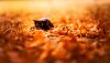 Ultra HD 4K Wallpapers-TheWindowsForum.com__064.jpg