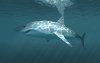 Ultra HD 4K Wallpapers-TheWindowsForum.com__070.jpg