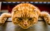 Ultra HD 4K Wallpapers-TheWindowsForum.com__040.jpg