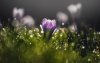 Ultra HD 4K Wallpapers-TheWindowsForum.com__041.jpg