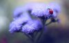 Ultra HD 4K Wallpapers-TheWindowsForum.com__054.jpg