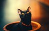 Ultra HD 4K Wallpapers-TheWindowsForum.com__079.jpg