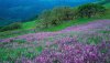 Nature HD Wallpapers-TheWindowsForum.com__19.jpg