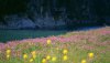 Nature HD Wallpapers-TheWindowsForum.com__1.jpg