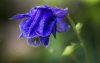 Ultra HD 4K Wallpapers-TheWindowsForum.com__024.jpg
