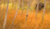 Nature HD Wallpapers-TheWindowsForum.com__9.jpg