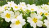 Nature HD Wallpapers-TheWindowsForum.com__10.jpg