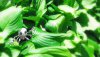 Nature HD Wallpapers-TheWindowsForum.com__19.jpg