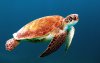 Ultra HD 4K Wallpapers-TheWindowsForum.com__042.jpg