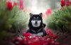 Ultra HD 4K Wallpapers-TheWindowsForum.com__040.jpg