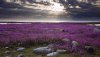 Nature HD Wallpapers-TheWindowsForum.com__18.jpg