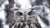 Nature HD Wallpapers-TheWindowsForum.com__15.jpg