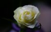 Ultra HD 4K Wallpapers-TheWindowsForum.com__038.jpg