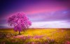 Ultra HD 4K Wallpapers-TheWindowsForum.com__070.jpg