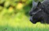 Ultra HD 4K Wallpapers-TheWindowsForum.com__120.jpg
