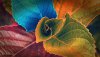 Ultra HD 4K Wallpapers-TheWindowsForum.com__034.jpg