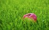 Ultra HD 4K Wallpapers-TheWindowsForum.com__057.jpg