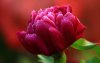 Ultra HD 4K Wallpapers-TheWindowsForum.com__079.jpg