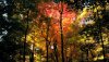 Nature HD Wallpapers-TheWindowsForum.com__4.jpg