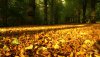 Nature HD Wallpapers-TheWindowsForum.com__17.jpg